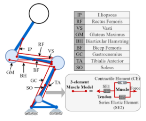 Biomechanical Trajectory Optimization of Human Sit-to-Stand Motion with Stochastic Motion Planning Framework